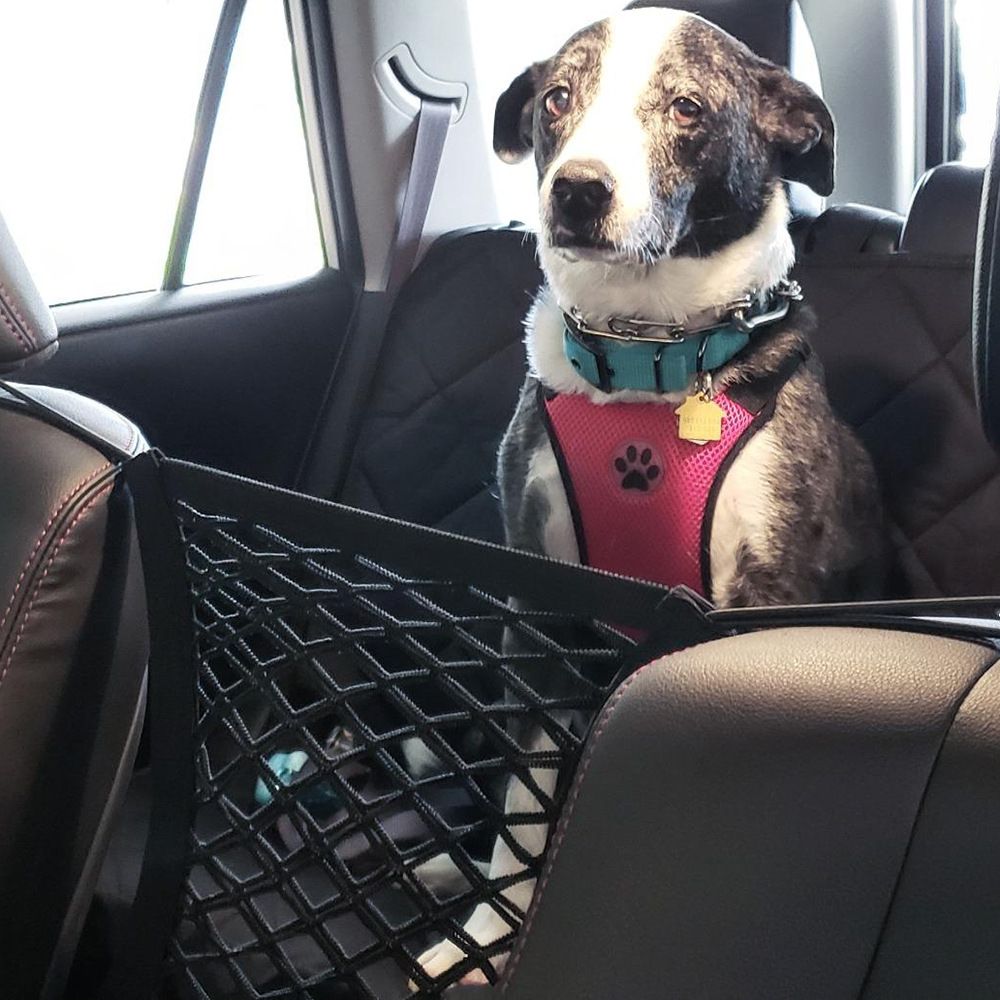 Dog Car Safety Net — angle 5, free shipping at JEHORIZON